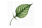 Deadly Nightshade Studies, a Decorative Illustration by Bloom Craft Creations (Thumbnail 3 of 12)