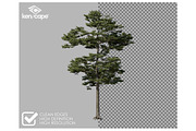 72 Tall Trees Photo Overlays, a Person Photo by KenScape (Thumbnail 2 of 4)