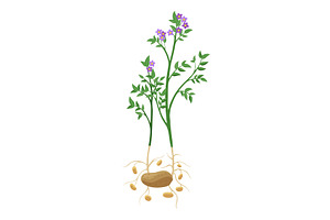Potatoes plant growing process, an Object Illustration by the8monkey