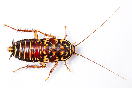 Harlequin cockroach featuring antenna, background, and black, an Animal Photo by Smith Chetanachan