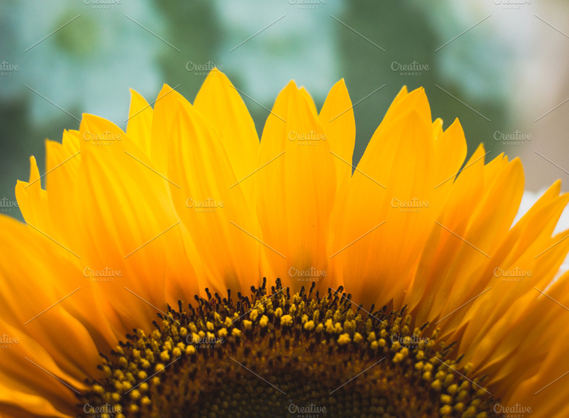 Sunflower in the sun containing sunflower, sun, and flower, a Nature Photo by Phots.