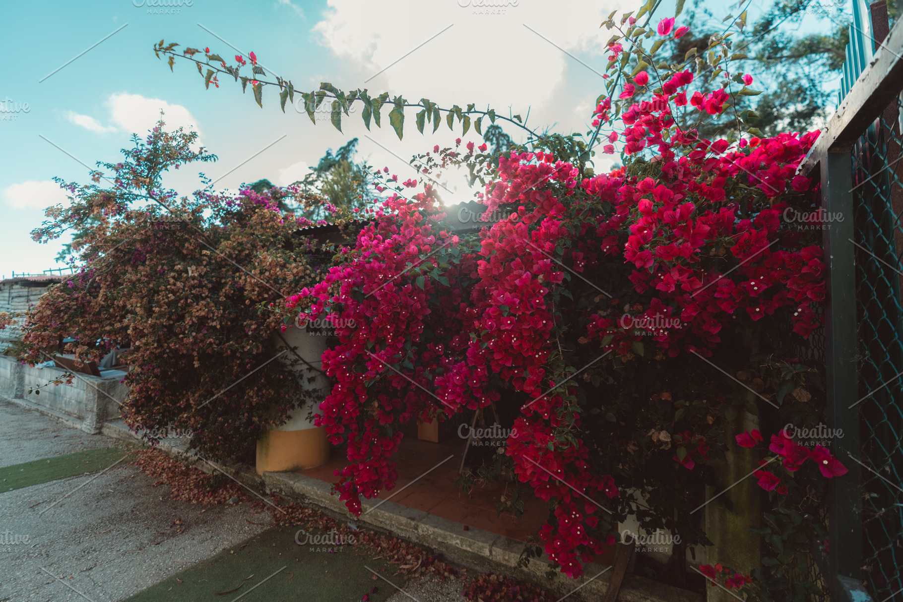 Vibrant Bougainvillea in Sunlight, a Nature Photo by SkyNext