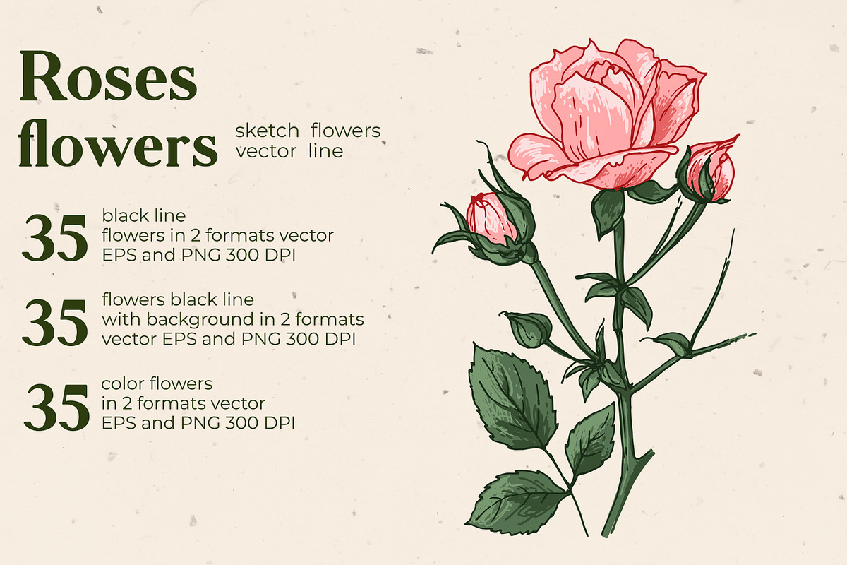 Flowers Roses. Sketch vector, an Illustration by irina.vaneeva (Photo 2 of 3)