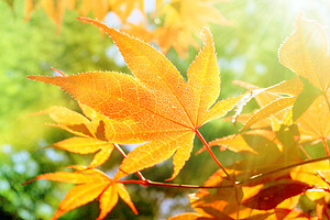 Autumn Leaves and Sunlight, a Background Photo by kristiangallagher