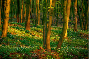 Flowering green forest with white, a Nature Photo by Nature and travel