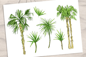 Tropicana - Palm Trees & Leaves Set