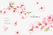 Blossoms Sakura Collection, a Decorative Illustration by ReachDreams (Thumbnail 1 of 7)