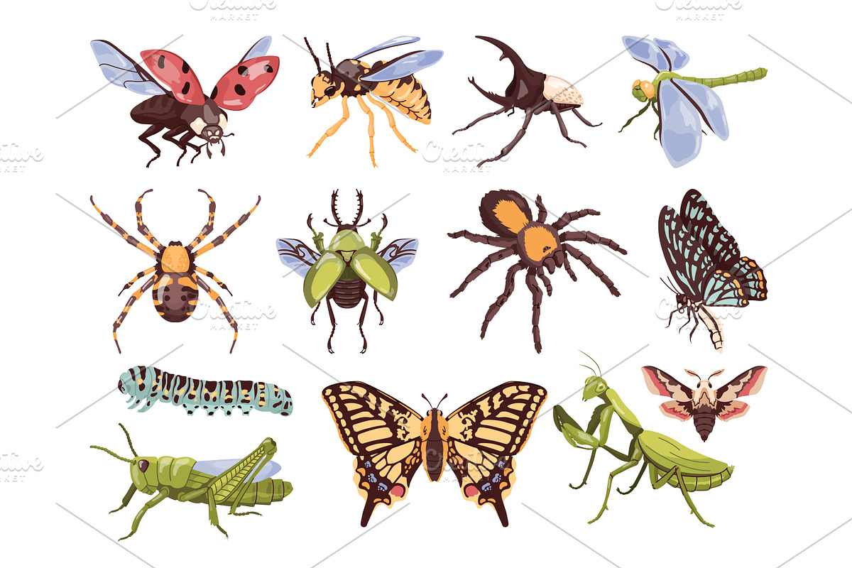 Colorful different insects. Various, an Animal Illustration by Stock-Smart-Start