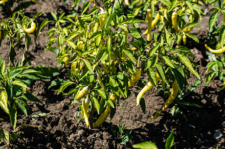Spicy chilli pepper on the plant, a Nature Photo by Anna Bogush