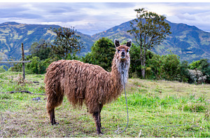 Brown llama on green hill in Banos, an Animal Photo by Leonid Andronov