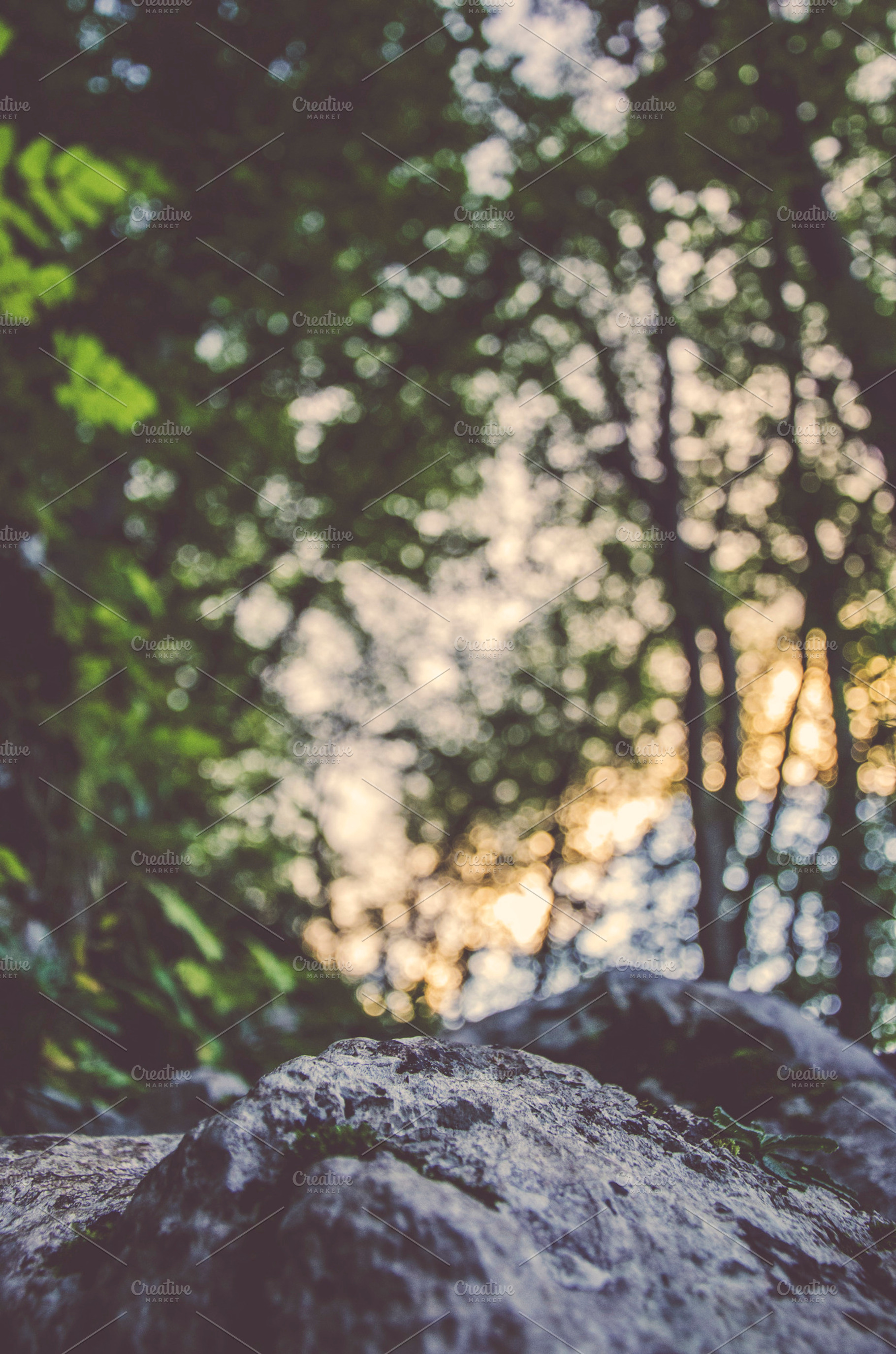 Bokeh Lights In The Forest Containing Sun Sunset And Forest