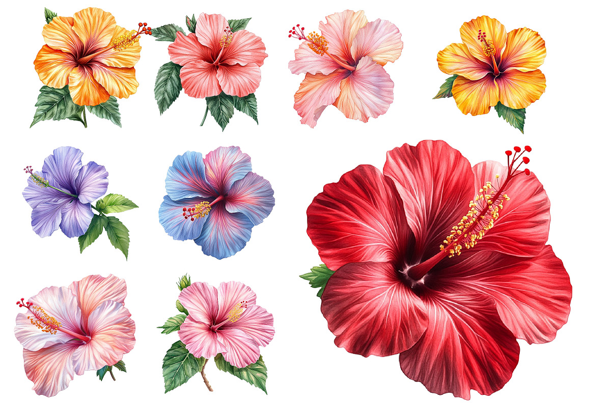 Hibiscus Flower Watercolor Cliparts, an Illustration by Designworld (Photo 4 of 8)