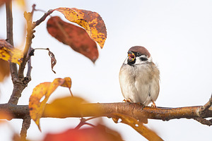 closeup of a House sparrow standing
