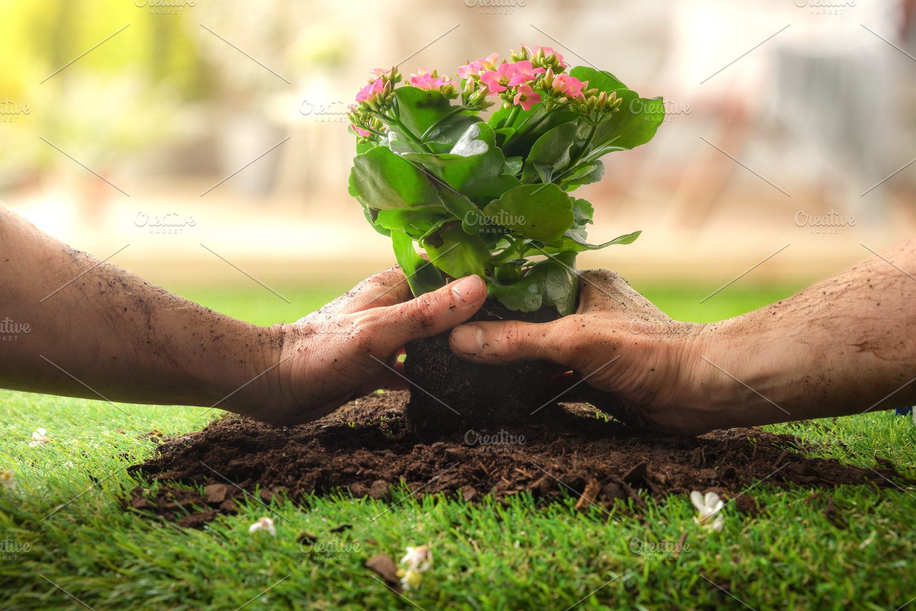 Hands Transplanting Flowering Plant into Garden Soil, a Nature Photo by Davizro's Market