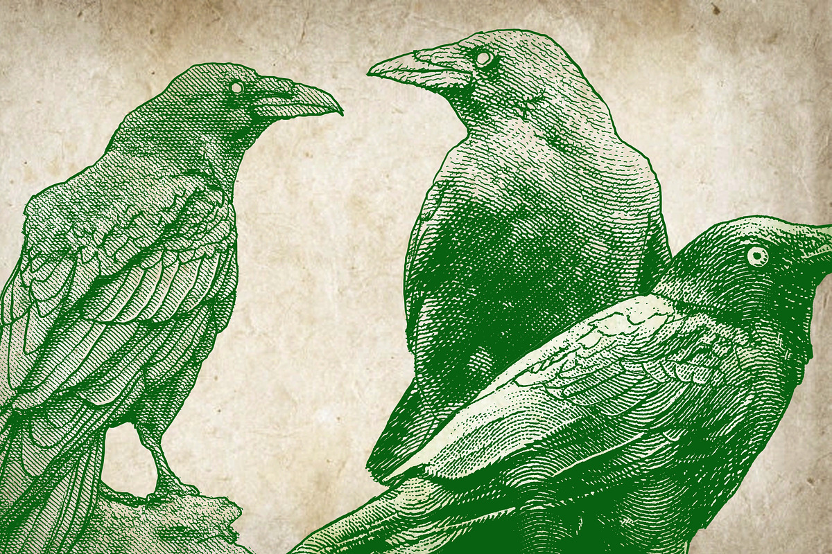 Crow Illustration Engraving Pack, an Illustration by Adan F Maruciel (Photo 4 of 5)