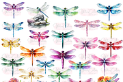 The Dragon Fly Collection Clipart, an Animal Illustration by Watercolor Digital (Thumbnail 6 of 20)