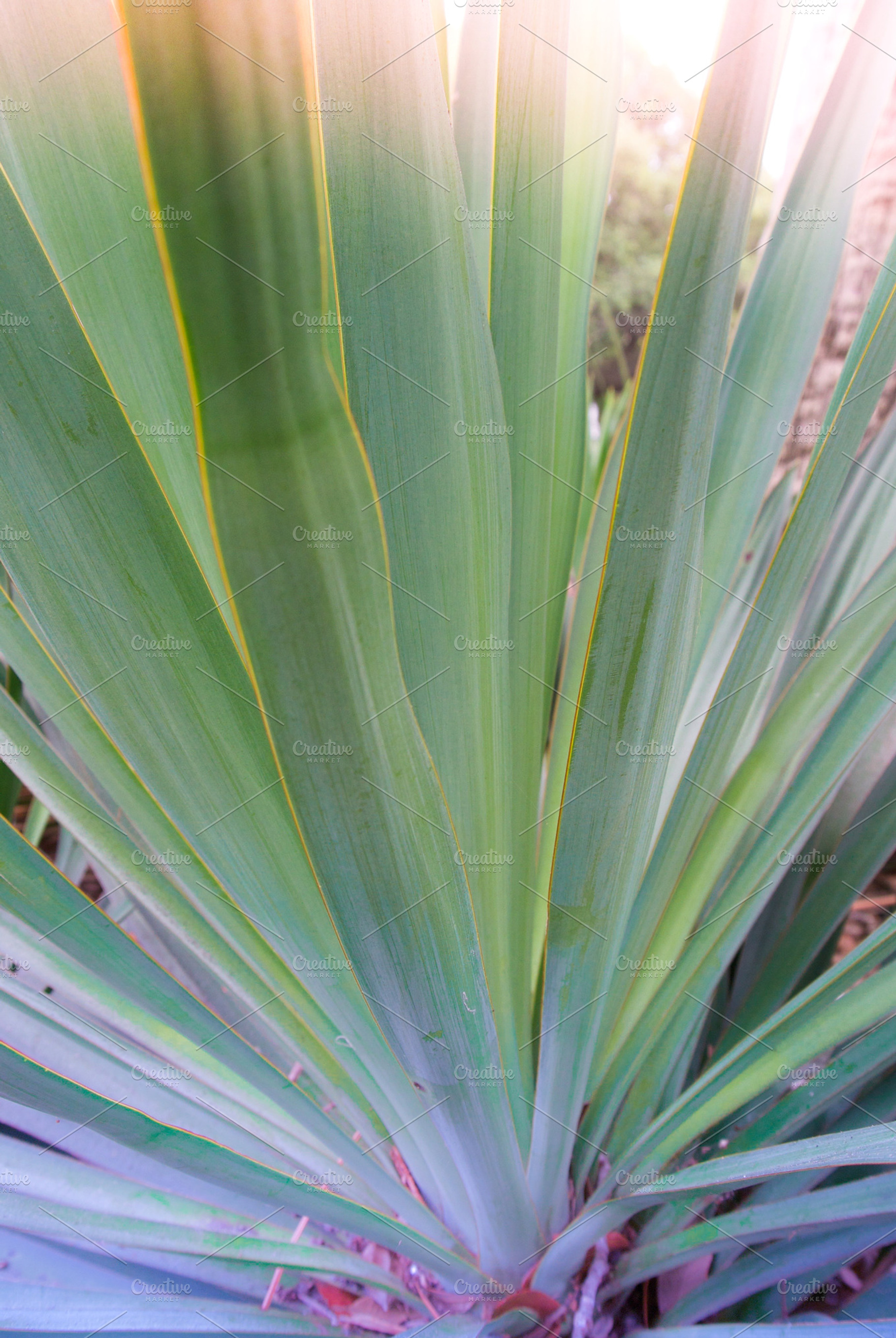 Kiawah Palms, a Nature Photo by Kiawah_Art