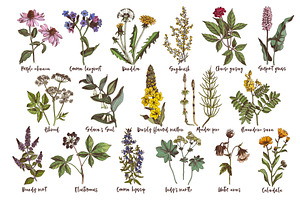 Hand Drawn Medicinal Herbs