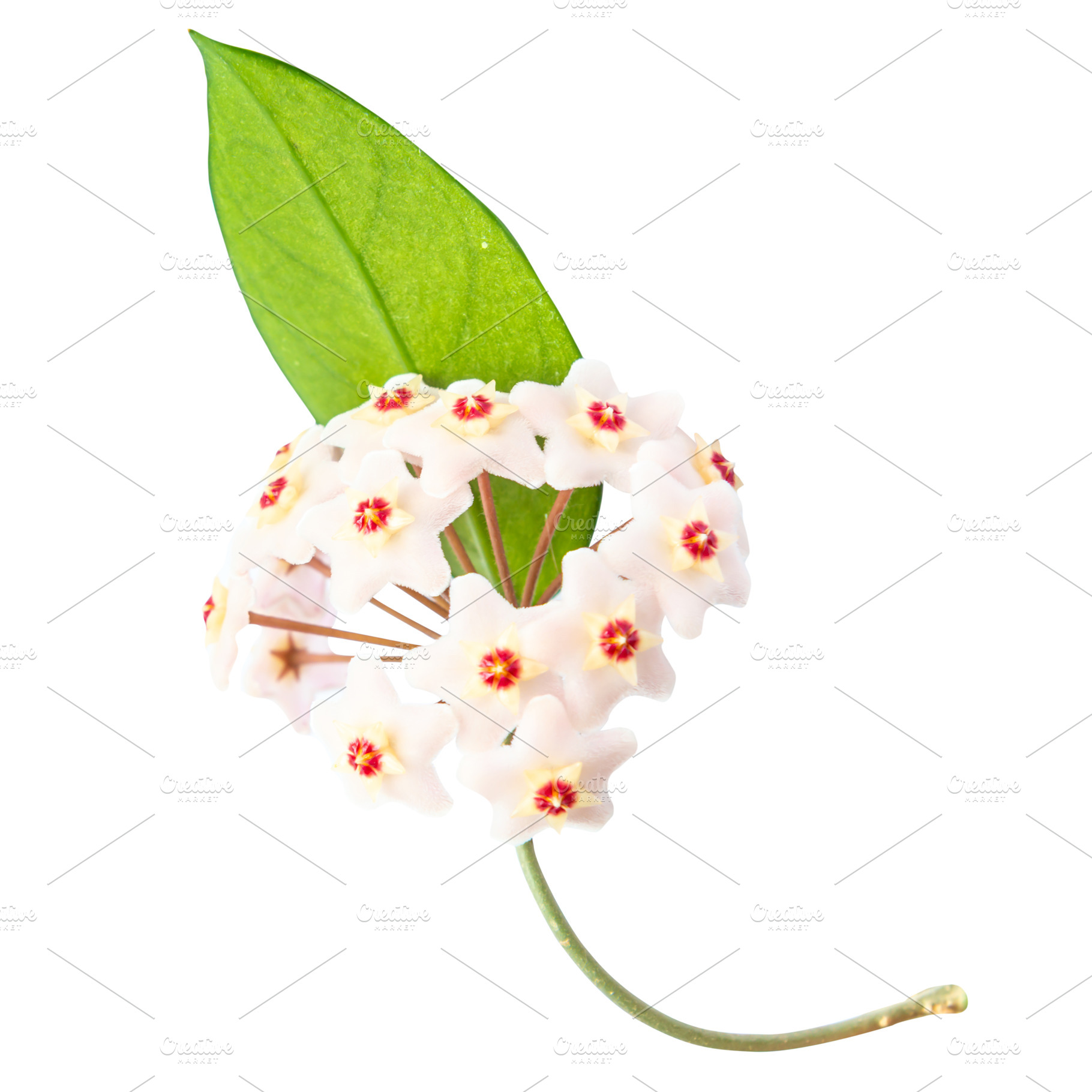 White flowers Hoya Carnosa, a Nature Photo by Vapi