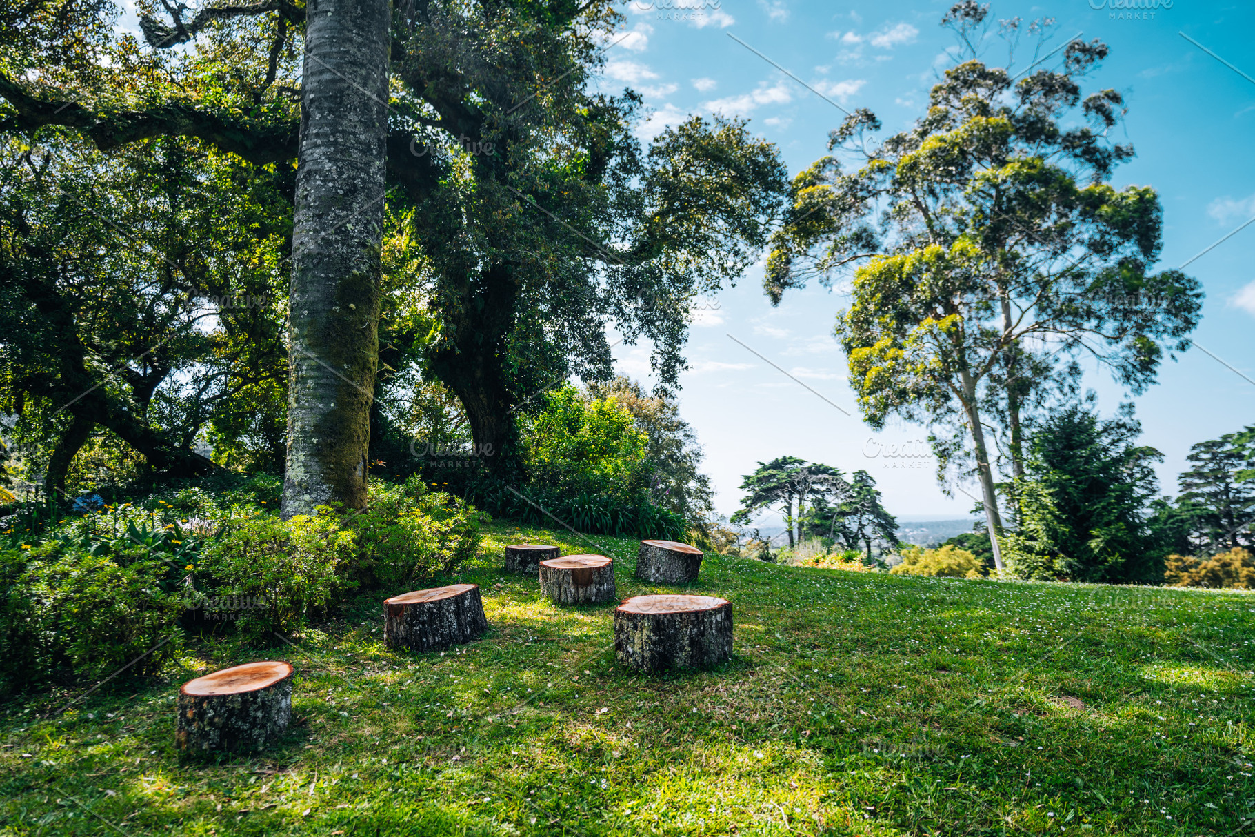Tree stump seats in forest clearing, a Wallpaper Photo by SkyNext