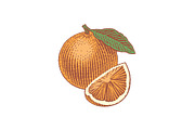 Orange, a Food Illustration by Irina Trusova (Thumbnail 2 of 3)