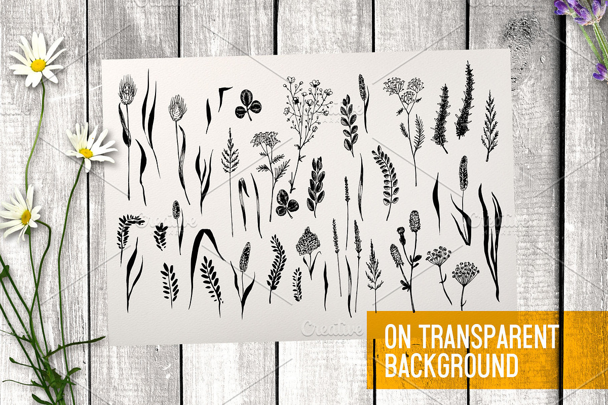 Wild field herbs. Botanical set., a Healthcare Illustration by Alena Kaz (Photo 3 of 12)