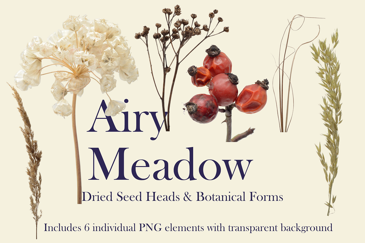 Airy Meadow — Dried Seed Heads PNG, an Object Graphic by Aga Silva (Photo 2 of 10)
