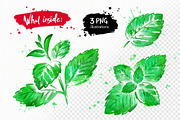 Mint Watercolor, an Object Graphic by Sonya Illustrations (Thumbnail 2 of 2)