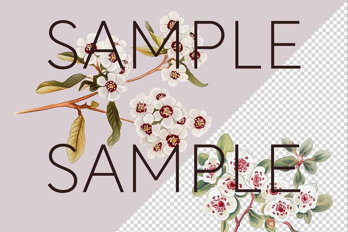 Fragonia Australian Floral Clipart, a Decorative Illustration by Pawcasso's Portraits (Photo 2 of 6)