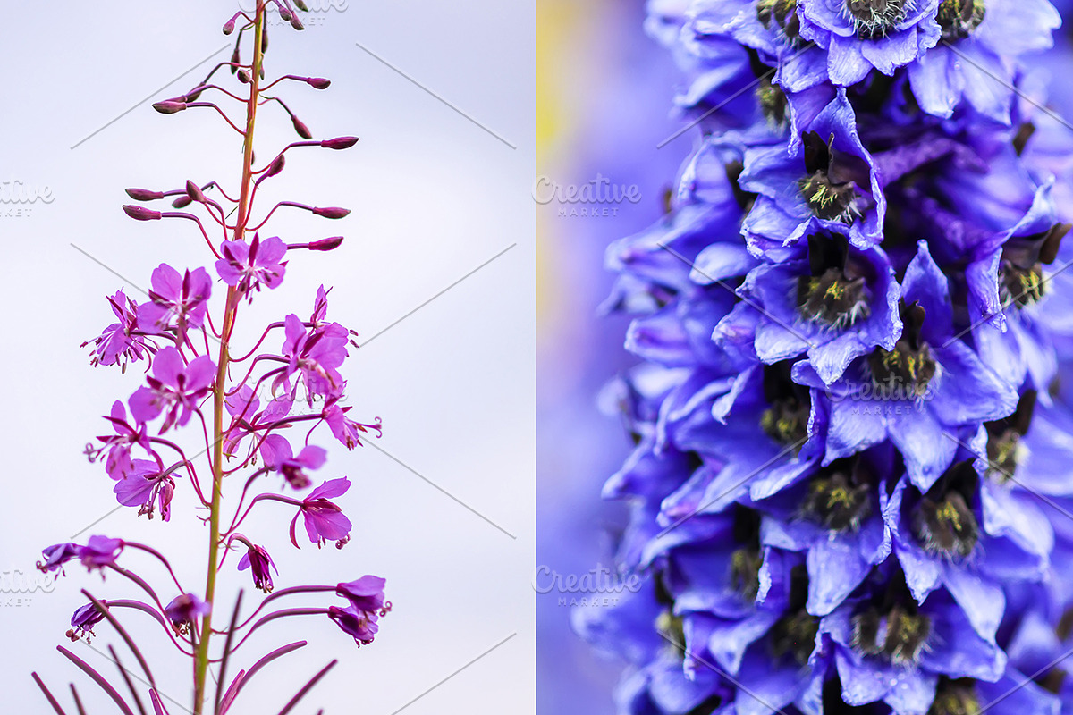 22 stock photos set. Nature, flowers, a Nature Photo by pictures for you (Photo 3 of 6)