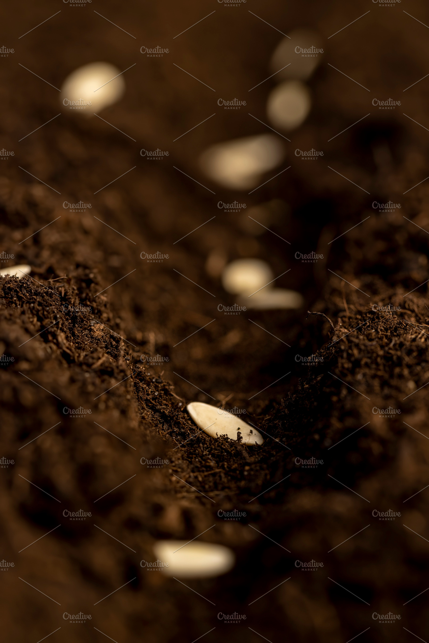 planting cucumber seeds in fertile soil with the addition of peat, a Photo by MyPhotos