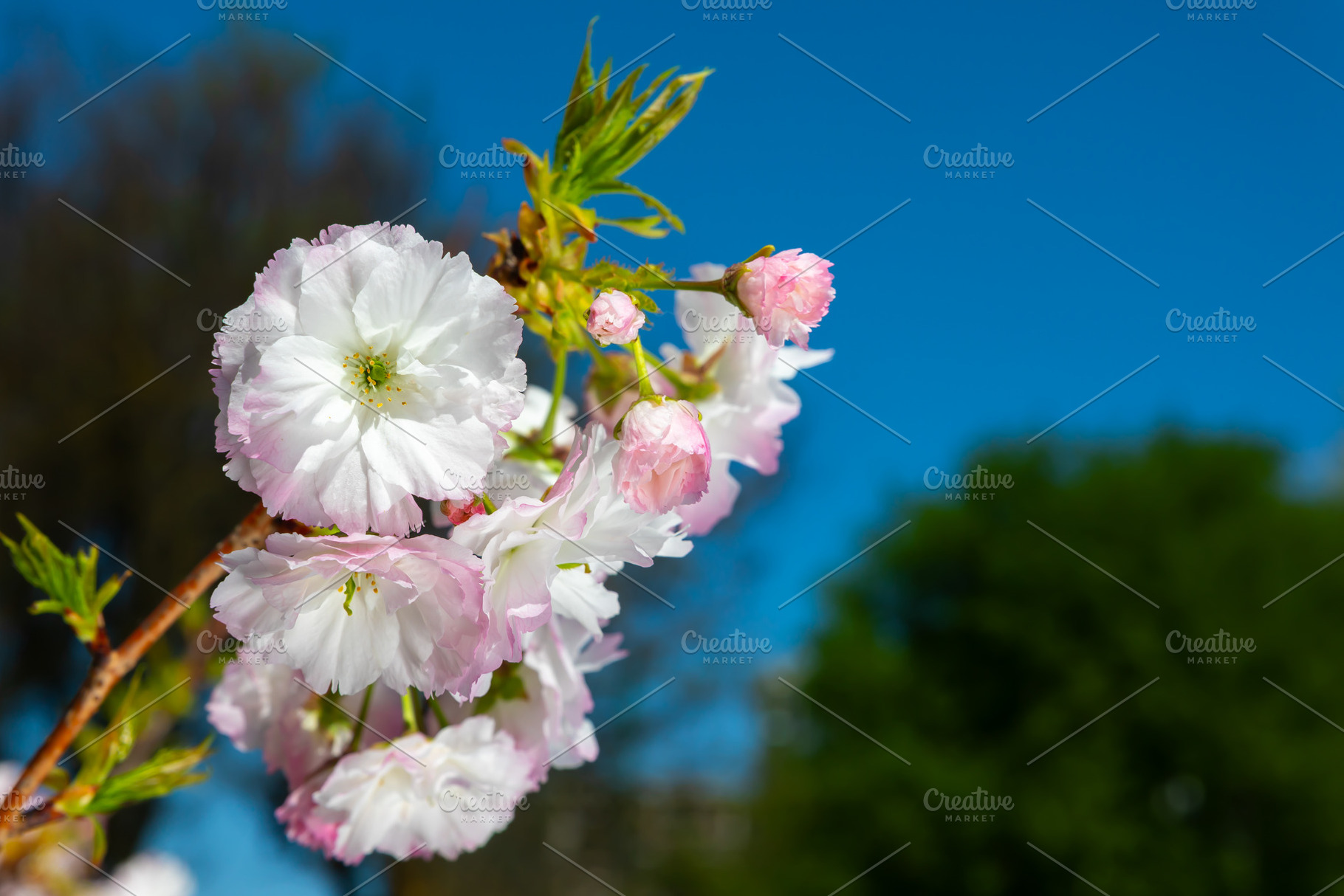 Close-up of soft pink and white cherry blossoms blooming on a tr, a Nature Photo by Ales Munt