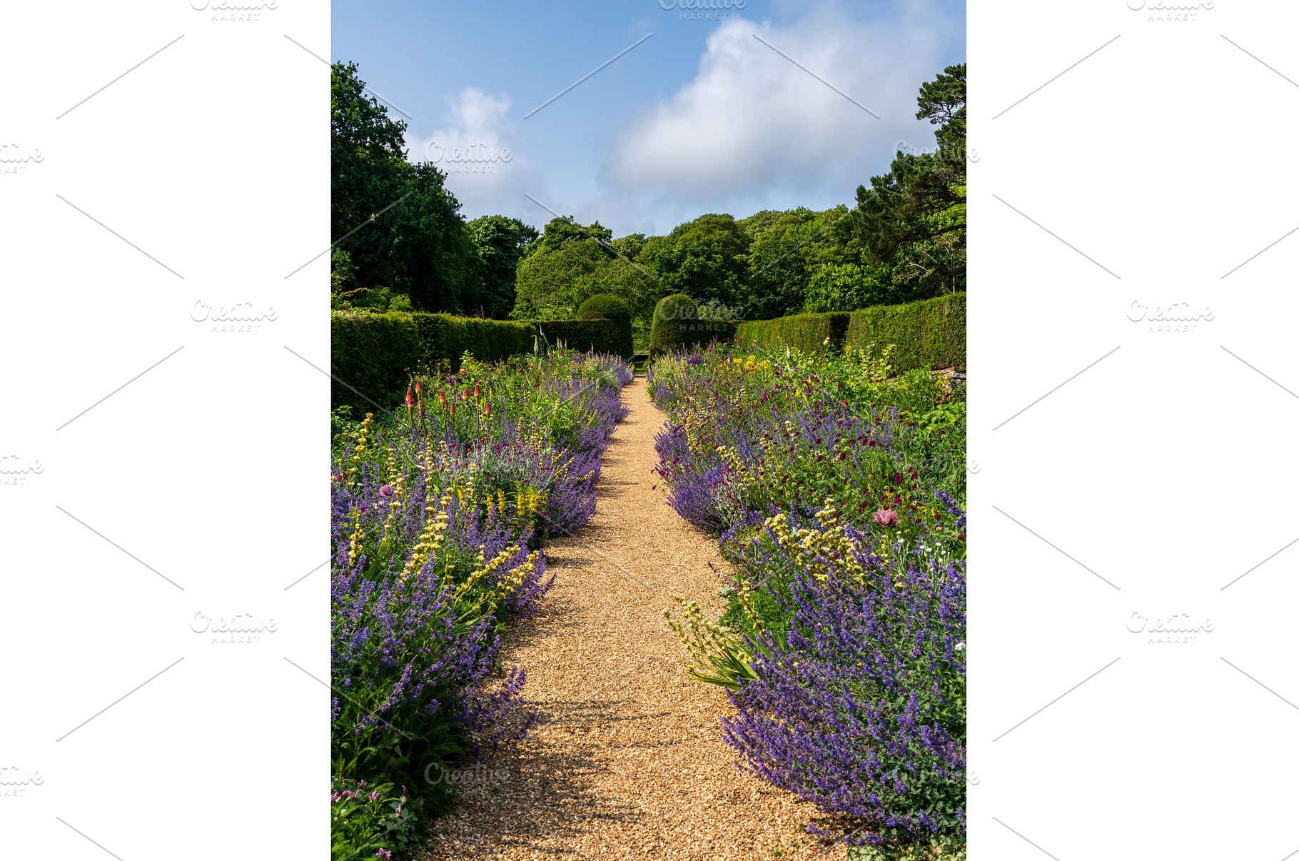 Flowering shrubs in a hedged flower, a Nature Photo by Backyard Stock