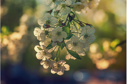 Cherry flowers frame, a Nature Photo by Nature and travel