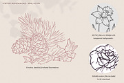 Fragrance Botanicals | 30 designs, an Illustration by amber&ink (Thumbnail 6 of 8)