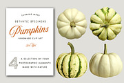 White Pumpkins - Realistic MockUp, an Object Graphic by Turning Moss (Thumbnail 1 of 2)