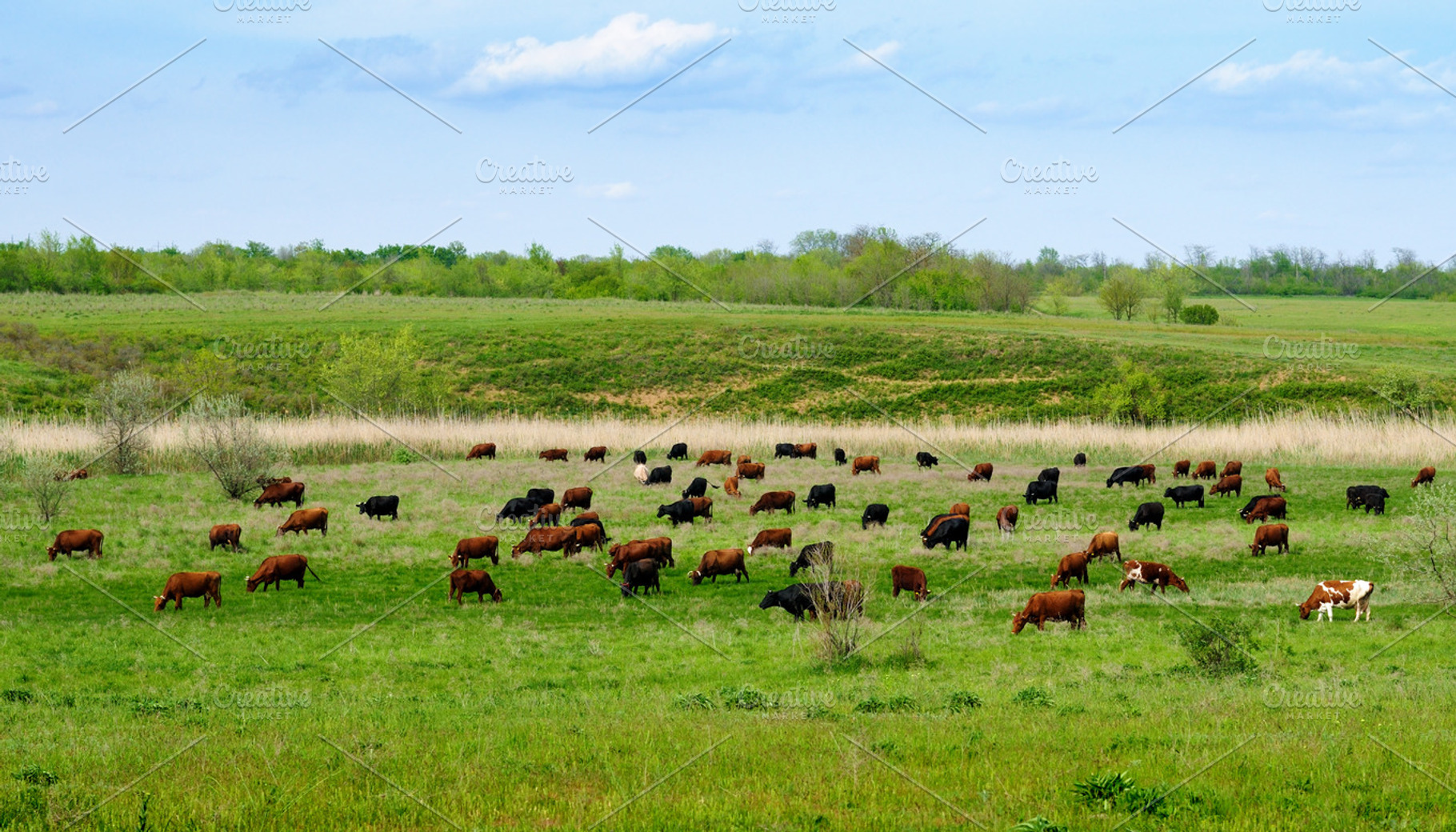 Herd Of Cows Featuring Cows Cattle And Herd