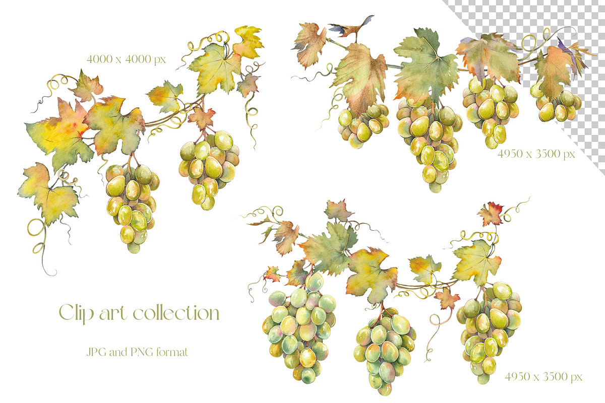 Watercolor Grapes Clipart Set, a Food Illustration by Jeanna Draw (Photo 3 of 12)
