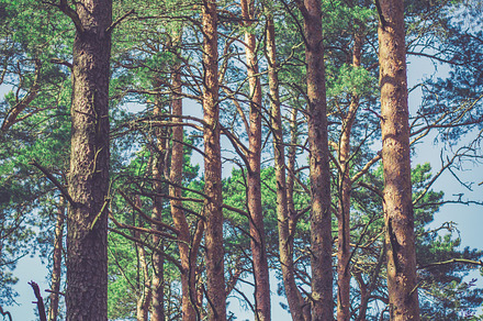 Tree Branches Featuring Tree Branch And Braches preview 5
