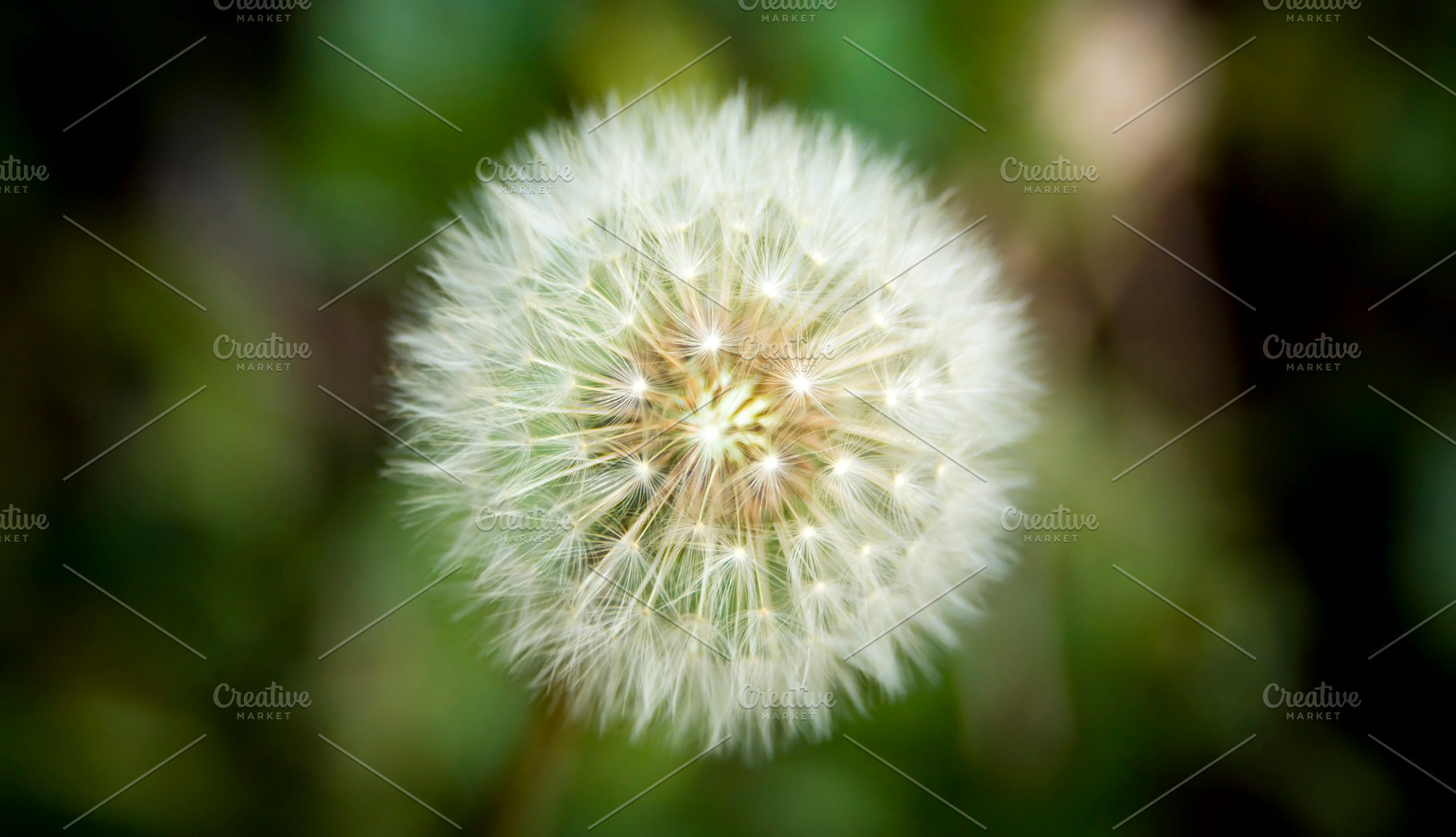Dandelion Flower Macro, a Nature Photo by THP Creative
