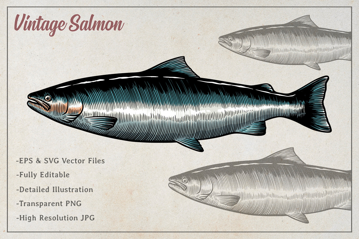 Vintage Salmon Illustration, an Animal Illustration by Kusumaillustration (Photo 2 of 3)
