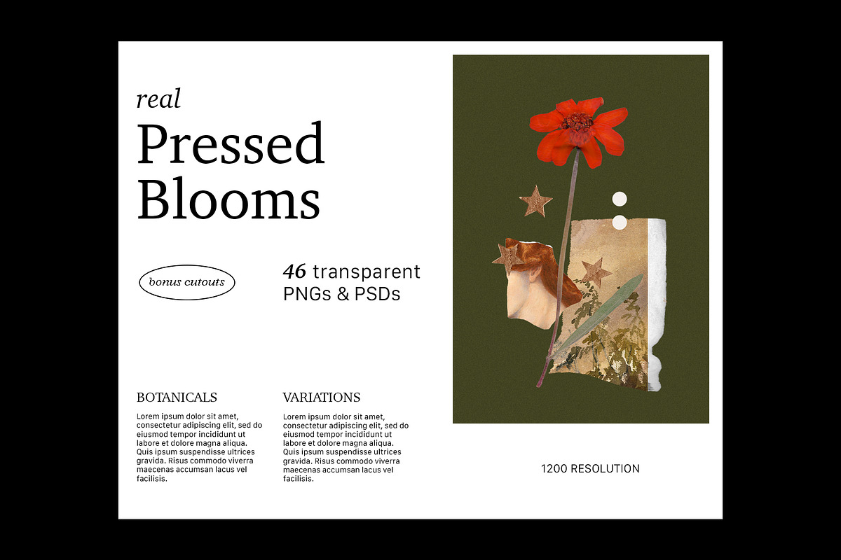 PRESSED BLOOMS Floral Cutouts, an Object Graphic by Desert Poetic (Photo 3 of 7)