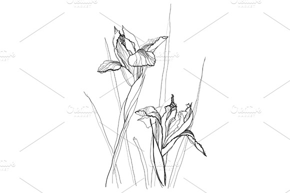 Iris preview 2