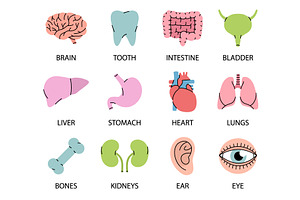 Human organs icons with descriptions, an Illustration by GraphiShop