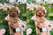 ALL NATURAL 350 LIGHTROOM PRESETS, a Preset Add-On by Victoria Bee Presets (Thumbnail 13 of 15)
