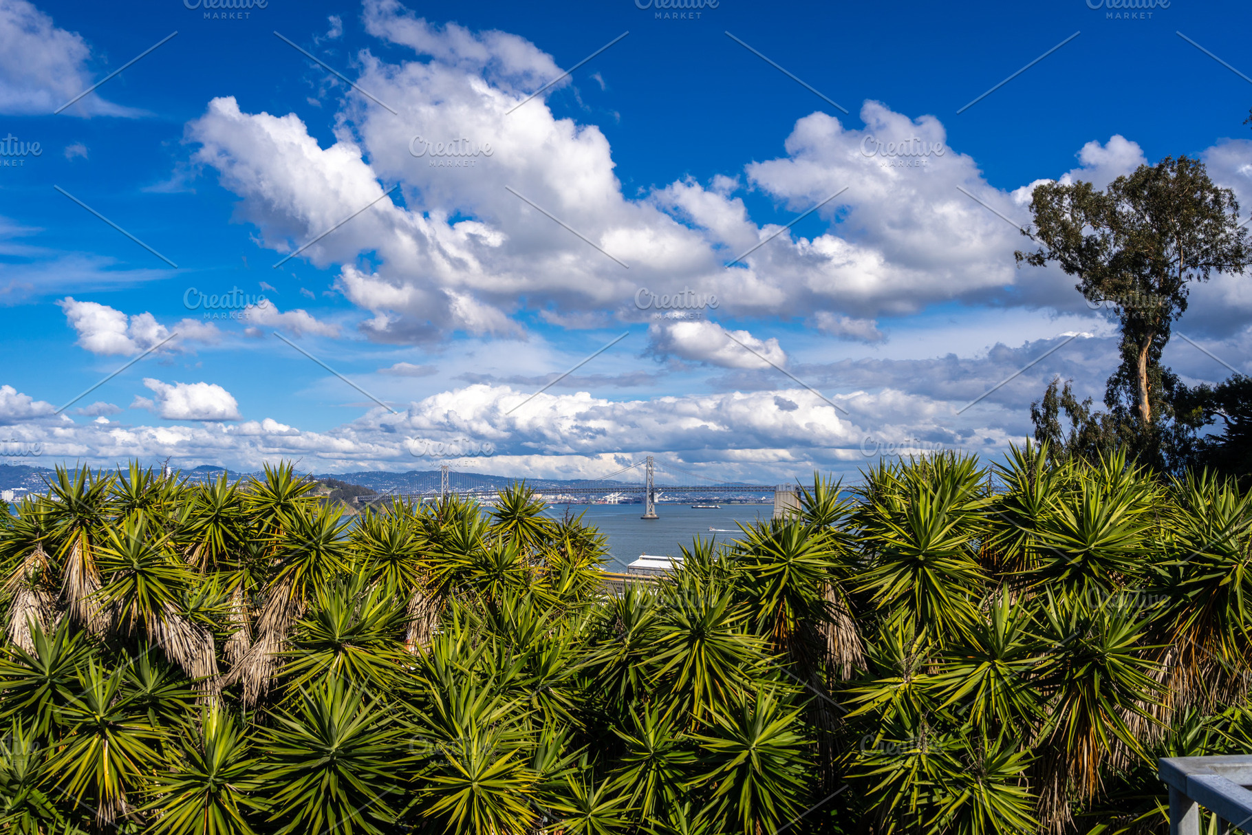 Panoramic view of San Francisco Bay and lush greenery, USA, a Nature Photo by GoodGoods