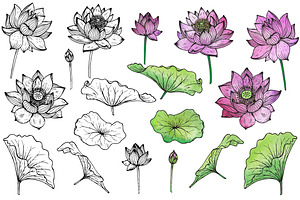 Hand Drawn Graphic Lotus Flowers