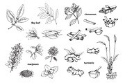 Spice Plants Collection, an Illustration by Evgeniia Lanskikh (Thumbnail 2 of 11)