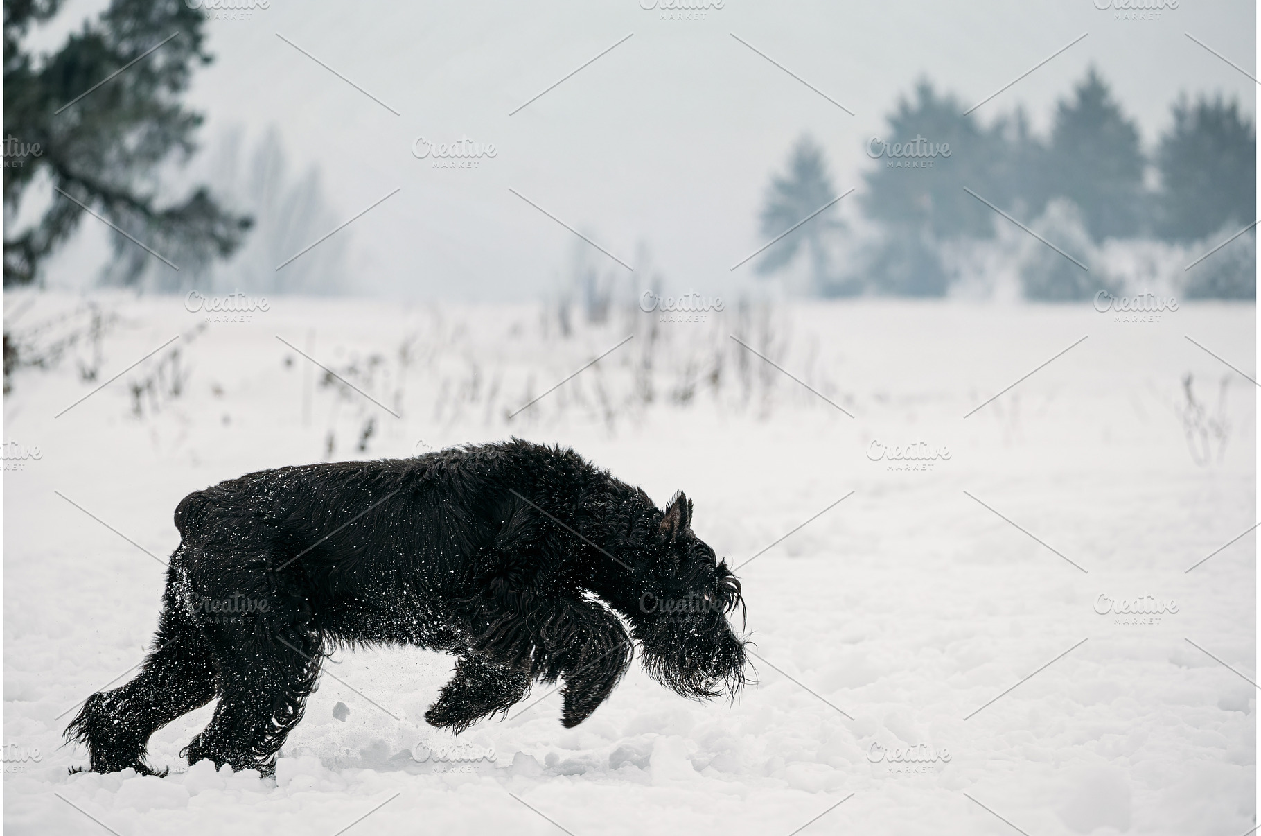 Funny Young Black Giant Schnauzer Or, an Animal Photo by Our Amazing World