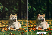 25 Japan Lightroom Presets, an Action Add-On by Viktor Gjokaj (Thumbnail 3 of 11)
